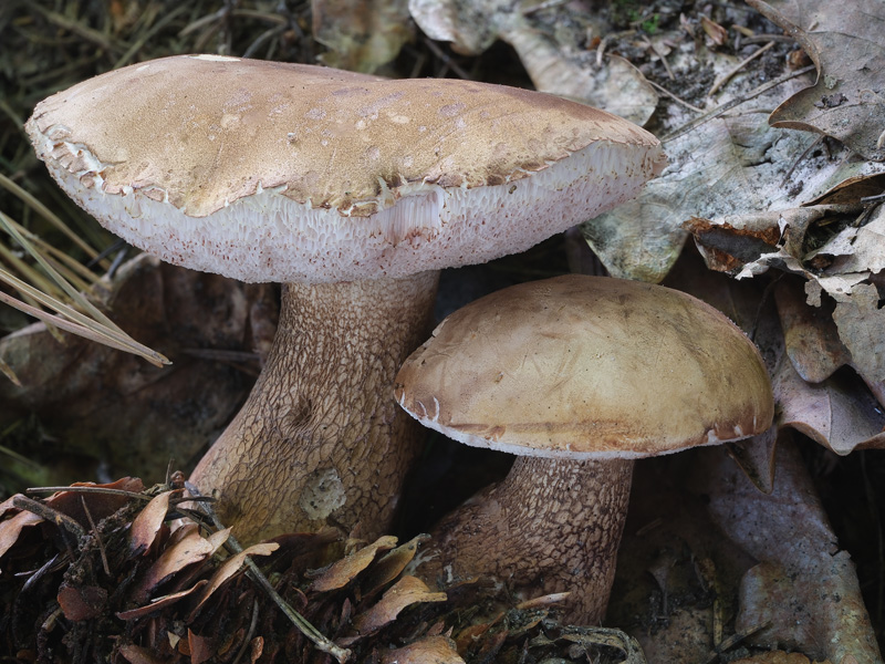 Tylopilus felleus